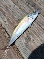 Trachurus symmetricus