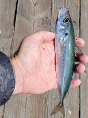 Trachurus symmetricus