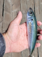 Trachurus symmetricus