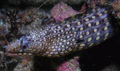 Muraena lentiginosa