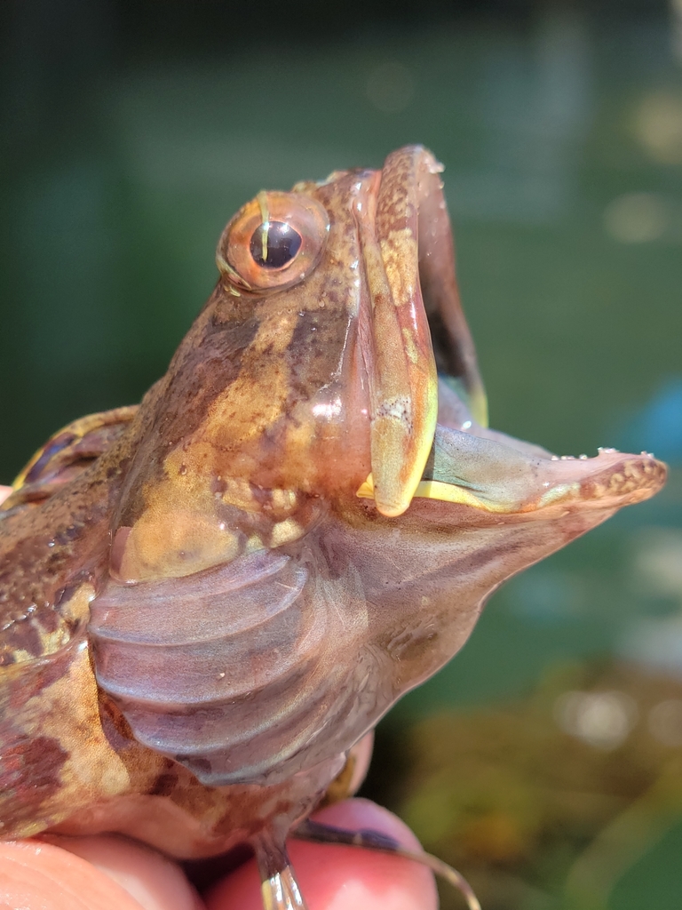 Sarcastic Fringehead