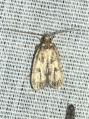 Martyringa latipennis