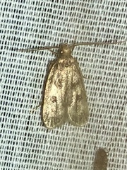 Martyringa latipennis