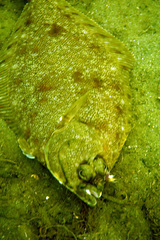 Lepidopsetta bilineata