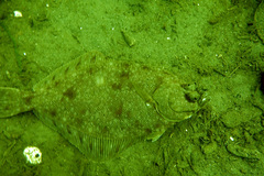 Lepidopsetta bilineata