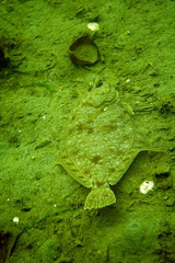 Lepidopsetta bilineata