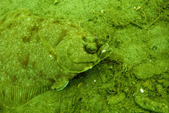 Lepidopsetta bilineata