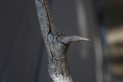Bactrododema