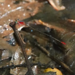 Teinobasis ruficollis