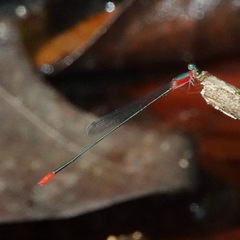 Teinobasis ruficollis