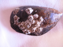 Austrominius modestus