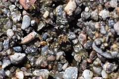 Lachnophorus elegantulus
