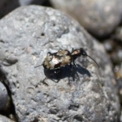 Lachnophorus elegantulus
