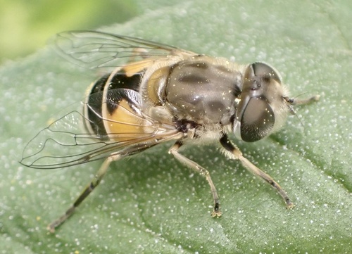 Eurasian Drone Fly, Graafland, Groot-Ammers, Zuid-Holland, NL, photo 6 of 10