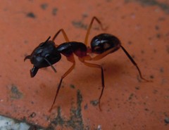 Camponotus