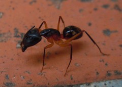 Camponotus