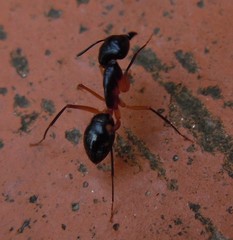 Camponotus