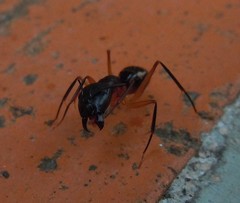 Camponotus