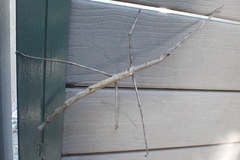 Bactrododema