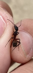 Camponotus cruentatus