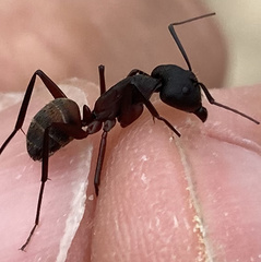 Camponotus cruentatus