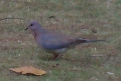 Streptopelia senegalensis