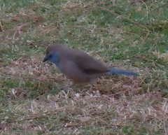 Uraeginthus angolensis