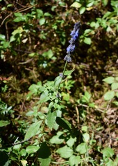 Salvia helianthemifolia