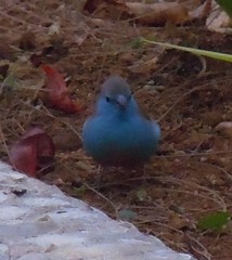 Uraeginthus angolensis