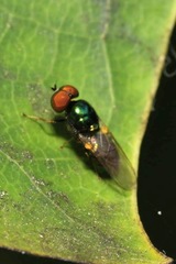 Microchrysa polita
