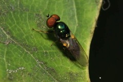 Microchrysa polita