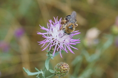 Tetraloniella dentata