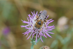Tetraloniella dentata