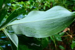 Dimerocostus argenteus