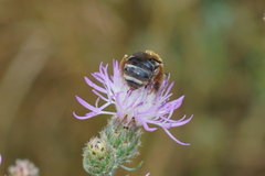 Tetraloniella dentata