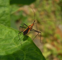 Pisilus