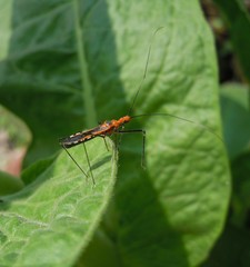 Pisilus