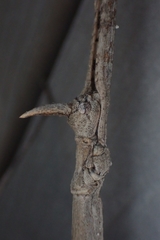 Bactrododema