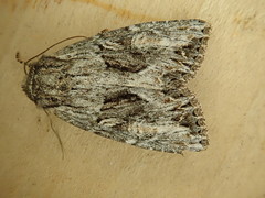 Ulolonche orbiculata