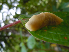 Dendrolimax greeffi