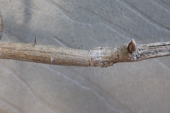 Bactrododema