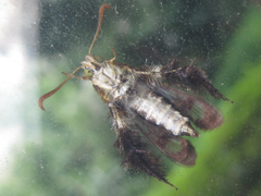 Macroscelesia japona