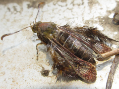 Macroscelesia japona