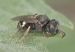 Oxybelus uniglumis