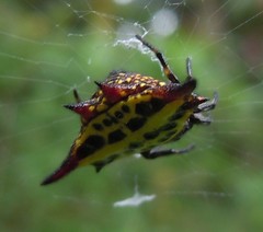 Gasteracantha thomasinsulae