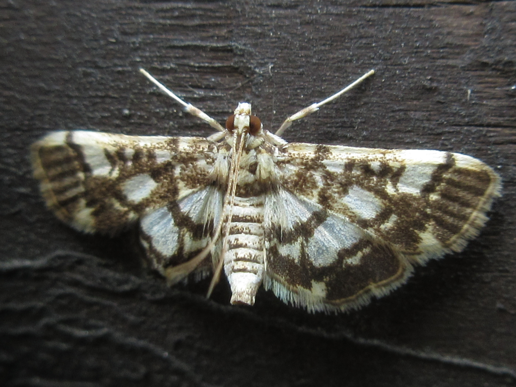 Nacoleia sibirialis