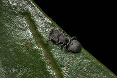Cephalotes cristatus