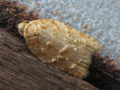 Acleris affinatana
