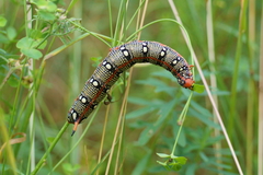 Hyles euphorbiae
