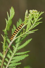 Tyria jacobaeae